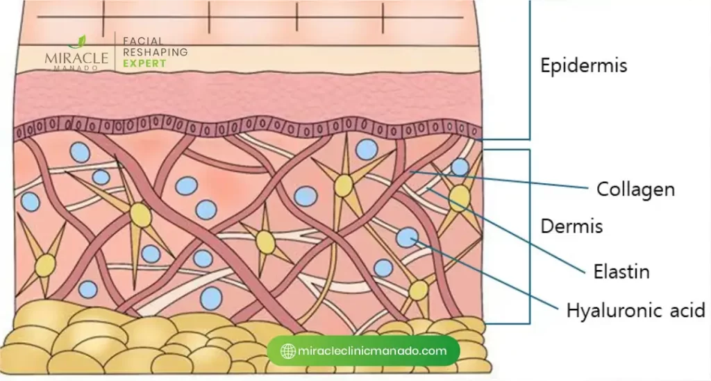 Mekanisme Penguraian Filler dalam Tubuh